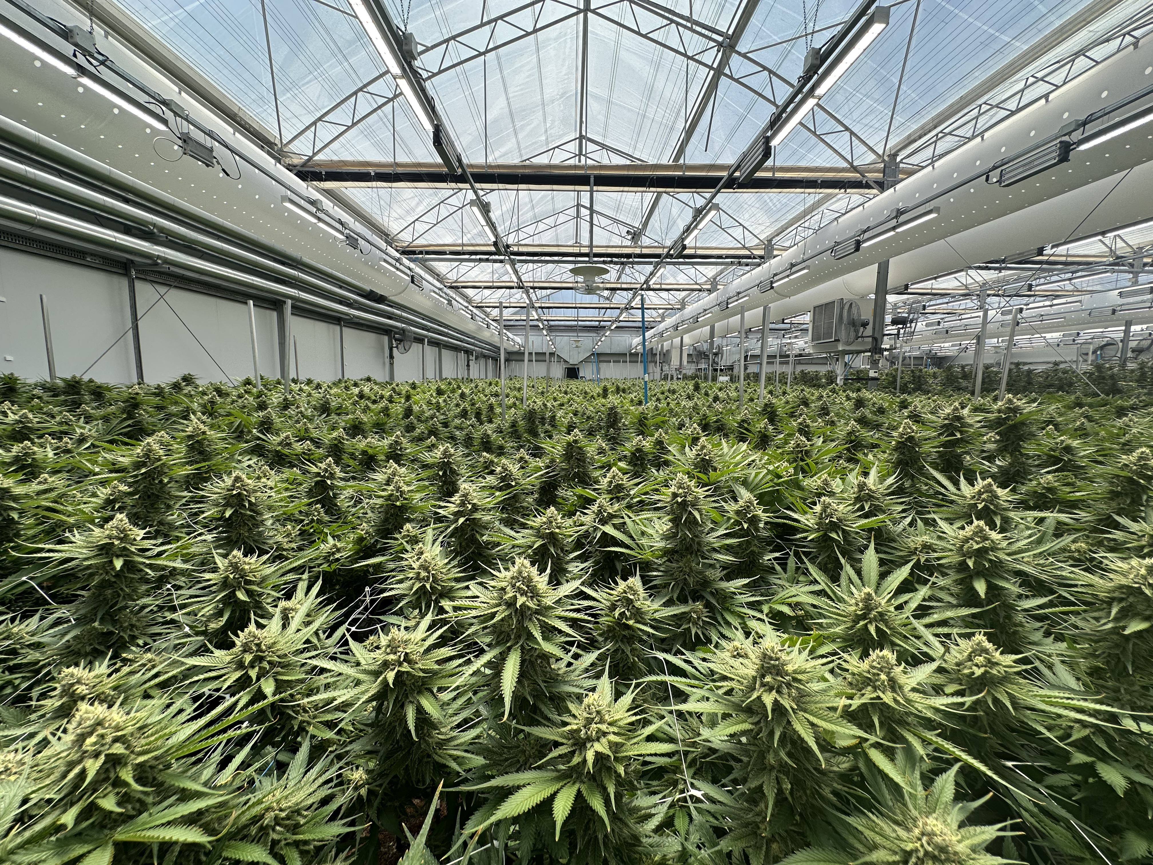 Premium medical cannabis flower